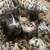 Kittens 5 thumbnail