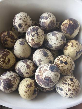 Quail eggs 1