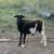 Male lambs 5 thumbnail