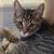 Kitty Adoptions 4 thumbnail