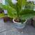 Elephant Ear Plants in Heavy Ceramic Pot 3 thumbnail