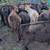 11 Black Beef Feeder Calves 5 thumbnail