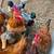 Rhode Island Red roosters 1 thumbnail