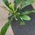 Dracena house corn plant tropical indoor potho evergreen money plant 1 thumbnail