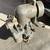 M38   M38A1 military Jeep carburetor 4 thumbnail
