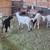 Sheeps Goats Borregos Chivos 5 thumbnail