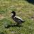Duck (male) 1 thumbnail