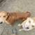 Puppies 2 thumbnail