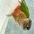3 conures for rehoming 13 thumbnail