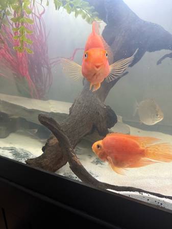 2 Medium size Bloood Parrot Cichlids (Fort Wayne)634396986232351225