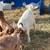 Full Boer  Bucks 4 thumbnail