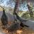 Moutian quail trio 6 thumbnail