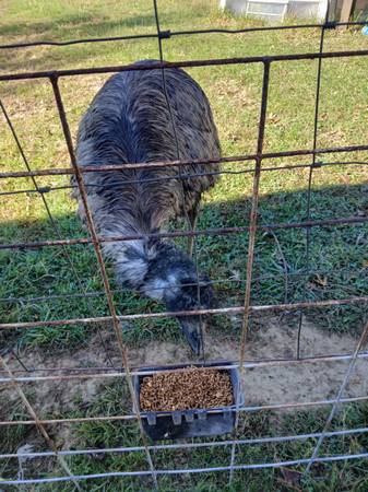 Looking for a mature blonde female Emu 1