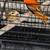 Finches 1 thumbnail