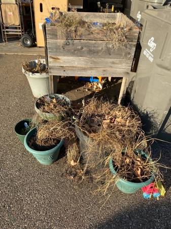 Free garden bed and pots- FCFS 1