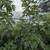 Fig trees 4 thumbnail