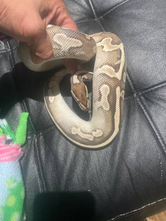 Rehoming ball python (Woodbridge)63897789162498123