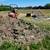 Soil Rock Screen Screener Sifter 13 thumbnail