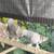 Pigeons 9 thumbnail