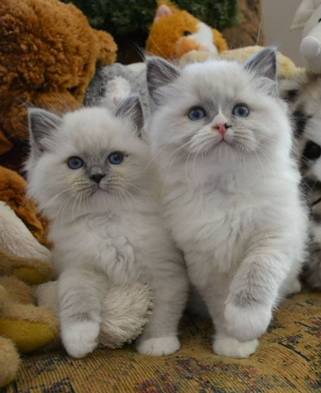 Boy kittens 1