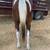 Grade 6 year old gelding 4 thumbnail