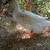 7 Ducks 3 thumbnail