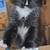 Kittens 1 thumbnail