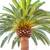 Canary Island Date palms  ///// PHONEIX canariensis -  15g 2 thumbnail