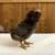 Chicks - Polish, Sumatra, others 12 thumbnail