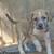 Small breed male puppies 2 thumbnail