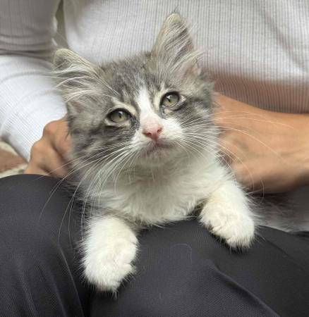 TODAY  Sweet CATS &KITTENS for adoption OUTSIDE VENUE (Santa Monica)63877736652547122