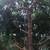 TREE TRIMMING AND REMOVAL 5 thumbnail