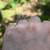 1.85 Carat Pear Diamond Ring 21 thumbnail