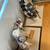 1930s Benkei composite doll: Japanese Kimekomi dolls ($95ea) 5 thumbnail