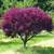BALLED AND BURLAP EVERGREENS- ARBORVITAES- SHADE TREES AND MORE (SALE) 3 thumbnail