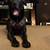 STOLEN rehomed dog 2 thumbnail