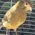 Singing Crested Male Canary 2 thumbnail