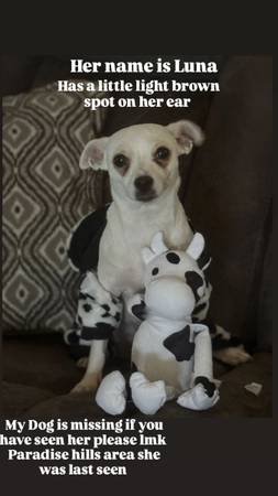 Perro perdido, se llama Luna (San Diego)63955847224066120