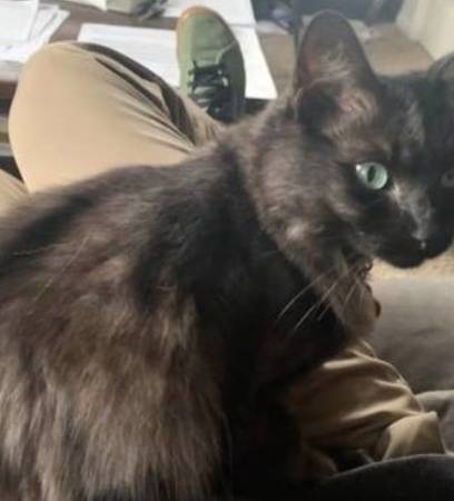 Lost Dog? Lost Cat? 1