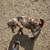 Dappled Boer billy goat 1 thumbnail