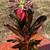 Bromeliads - cold hardy tropical plants 13 thumbnail