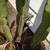 Plants--Houseplants--7 Large, old column cactus plants--1 owner 13 thumbnail
