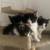 Rehoming kittens 1 thumbnail