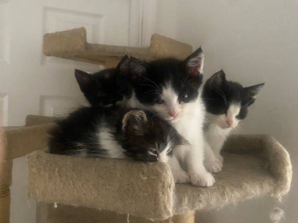Rehoming kittens 1
