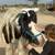 ✨ Meet & Lease Our Gentle Gypsy Vanner Horses with long Mane ✨ 3 thumbnail