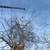 Tree removal!!Tree trimming!! Stump grinding!!Free Estimates 10 thumbnail