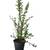 Potted Plant, 47" tall 1 thumbnail
