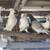 homing Pigeons, King Pigeons, young, adults and breeding pairs 5 thumbnail