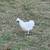 Bantam cochins & silkies 5 thumbnail