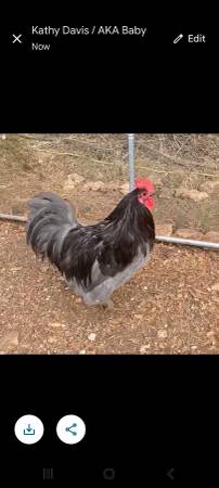 Free rooster to good home 1